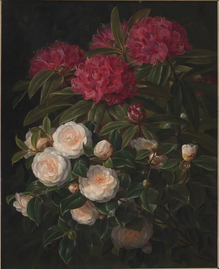 Kamelier og rhododendron by J.L. Jensen