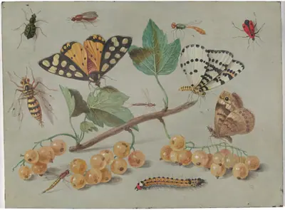 Study of Butterfly and Insects