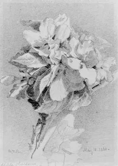 Apple Blossoms