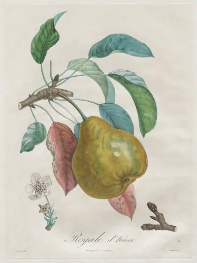 Traité des arbres fruitiers: Royal d'hiver