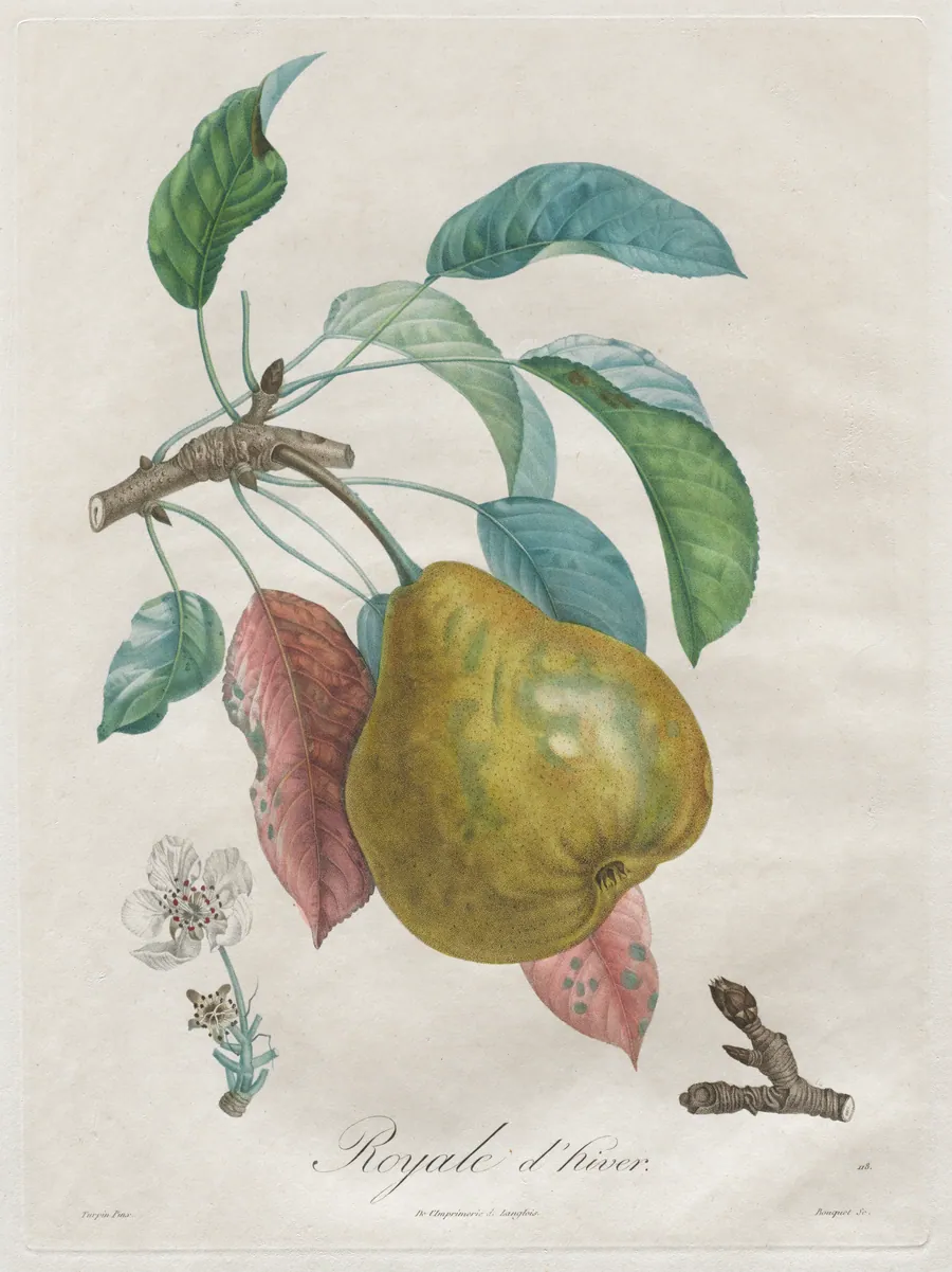 Traité des arbres fruitiers:  Royal d'hiver by Henri Louis Duhamel du Monceau