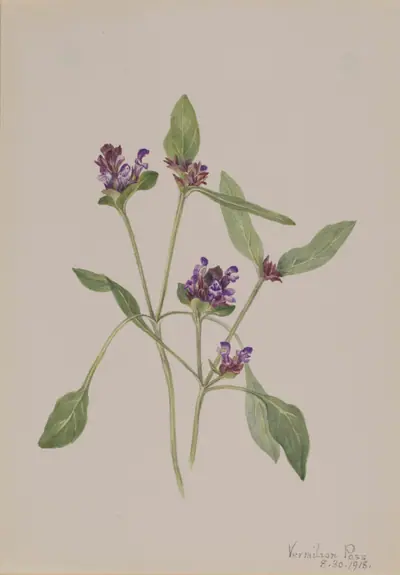 Self-Heal (Prunella vulgaris)
