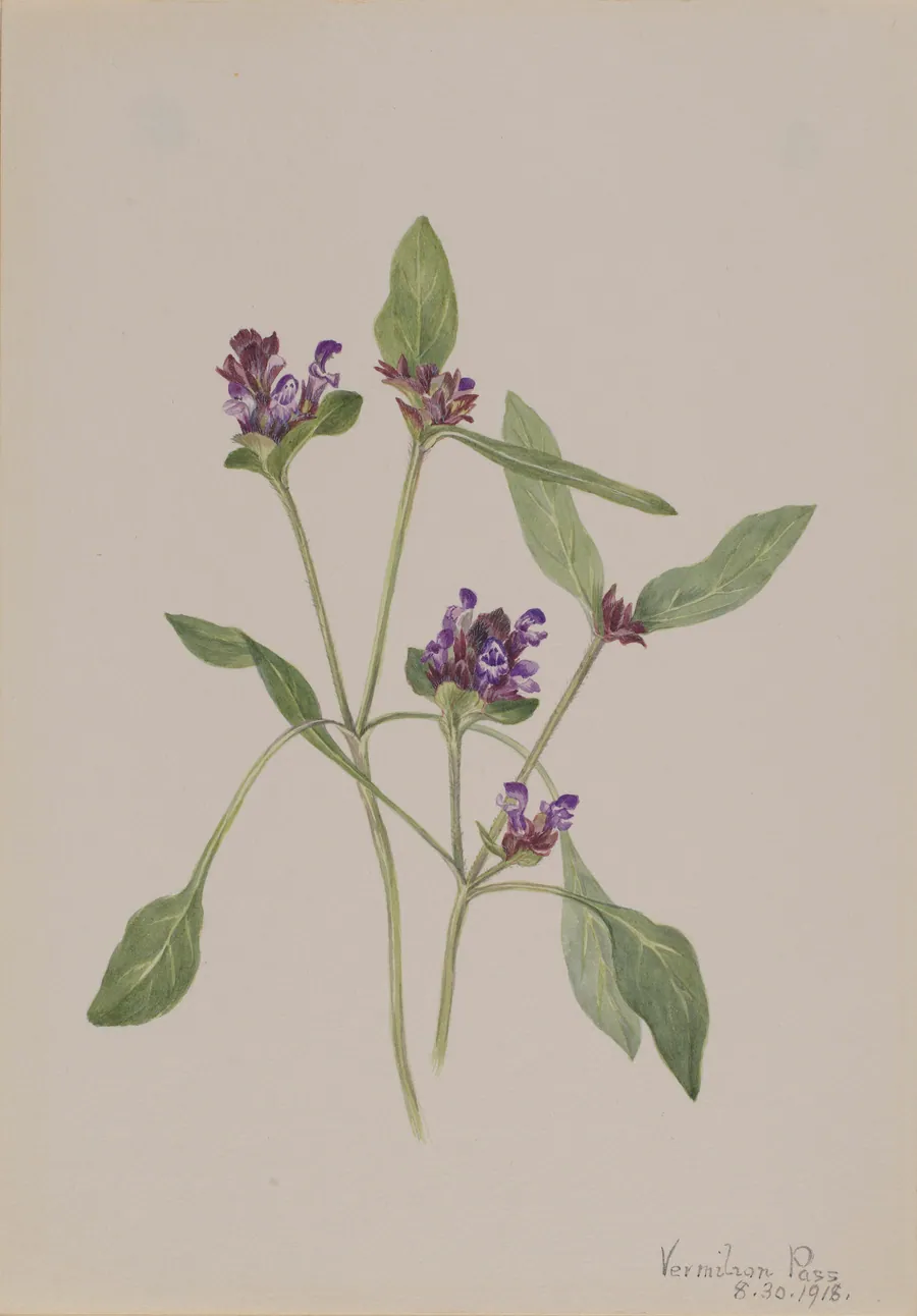 Self-Heal (Prunella vulgaris) by Mary Vaux Walcott, born Philadelphia, PA 1860-died St. Andrews, New Brunswick, Canada 1940