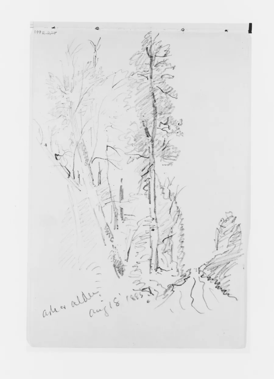 Ash and Alder Aug 18 1885 (from Sketchbook X) by William Trost Richards