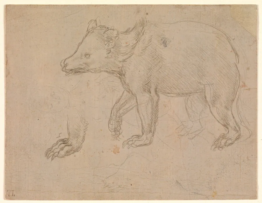 A Bear Walking by Leonardo da Vinci