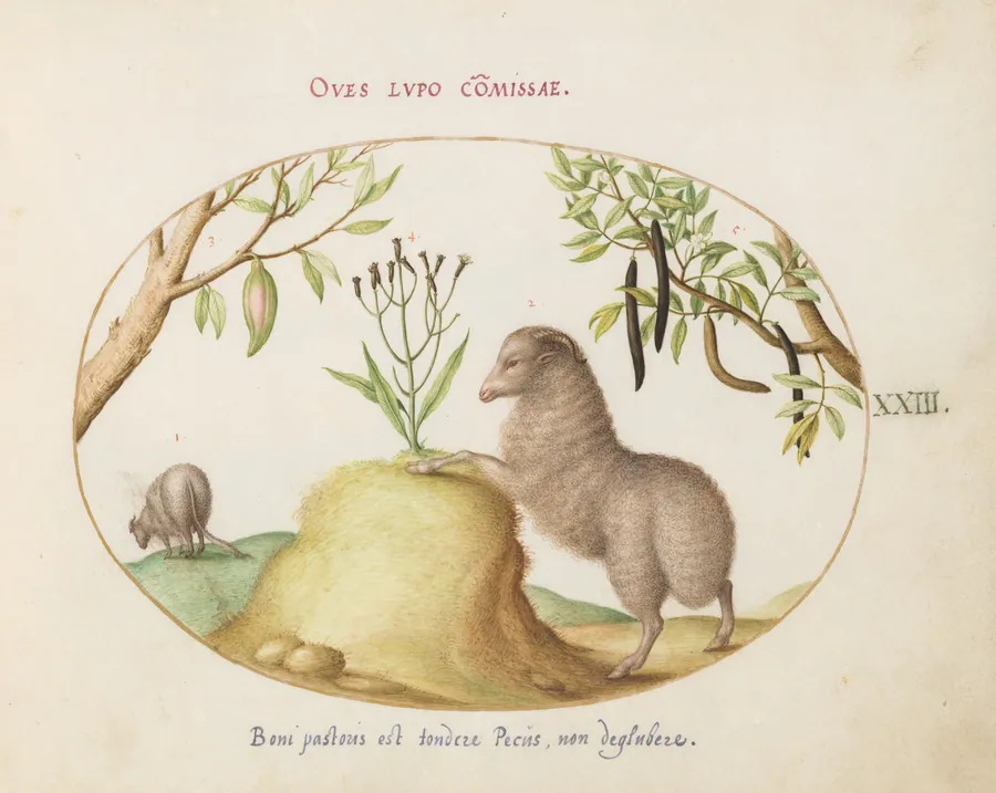 Plate 23: A Fat-Tailed Sheep, a Sheep with a Long Tail, a "Cassia purgatrix,"and Other Plants by Joris Hoefnagel