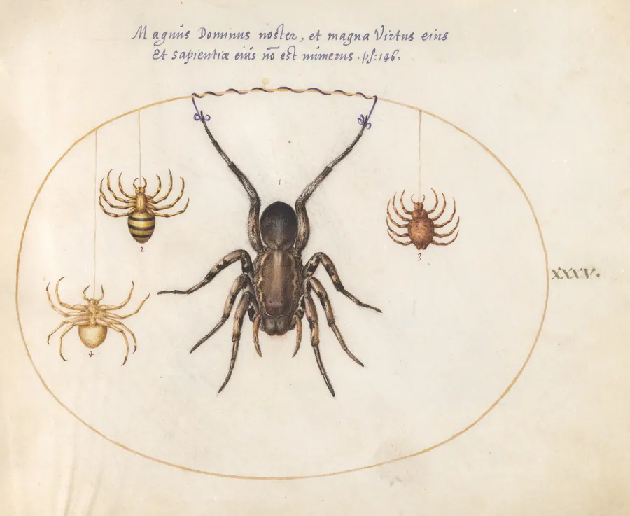 Plate 35: A Tarantula Wolf Spider(?) and Three Other Spiders by Joris Hoefnagel