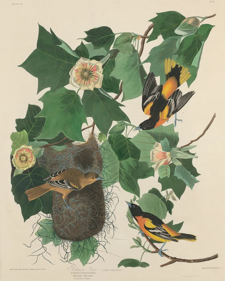 Baltimore Oriole by Robert Havell, Jr.
