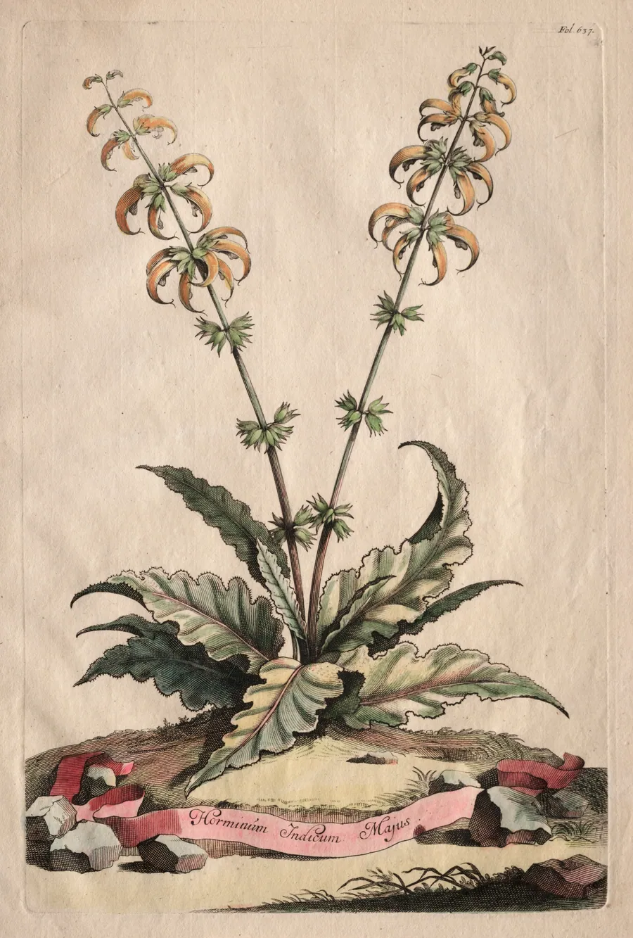 Phytographia Curiosa:  Horminum Indicum Majus by Abraham Munting