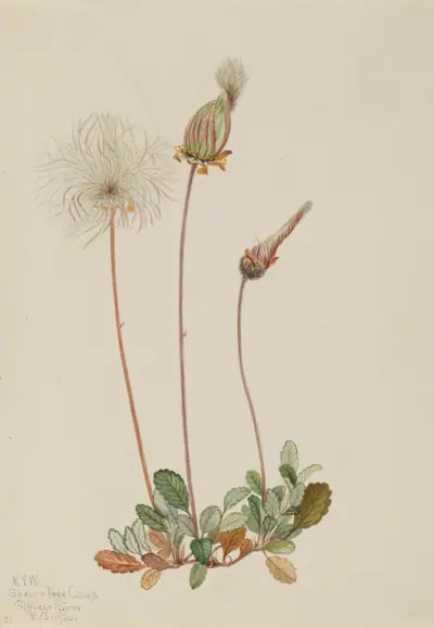 Yellow Dryad (fruit) (Dryas drummondii)