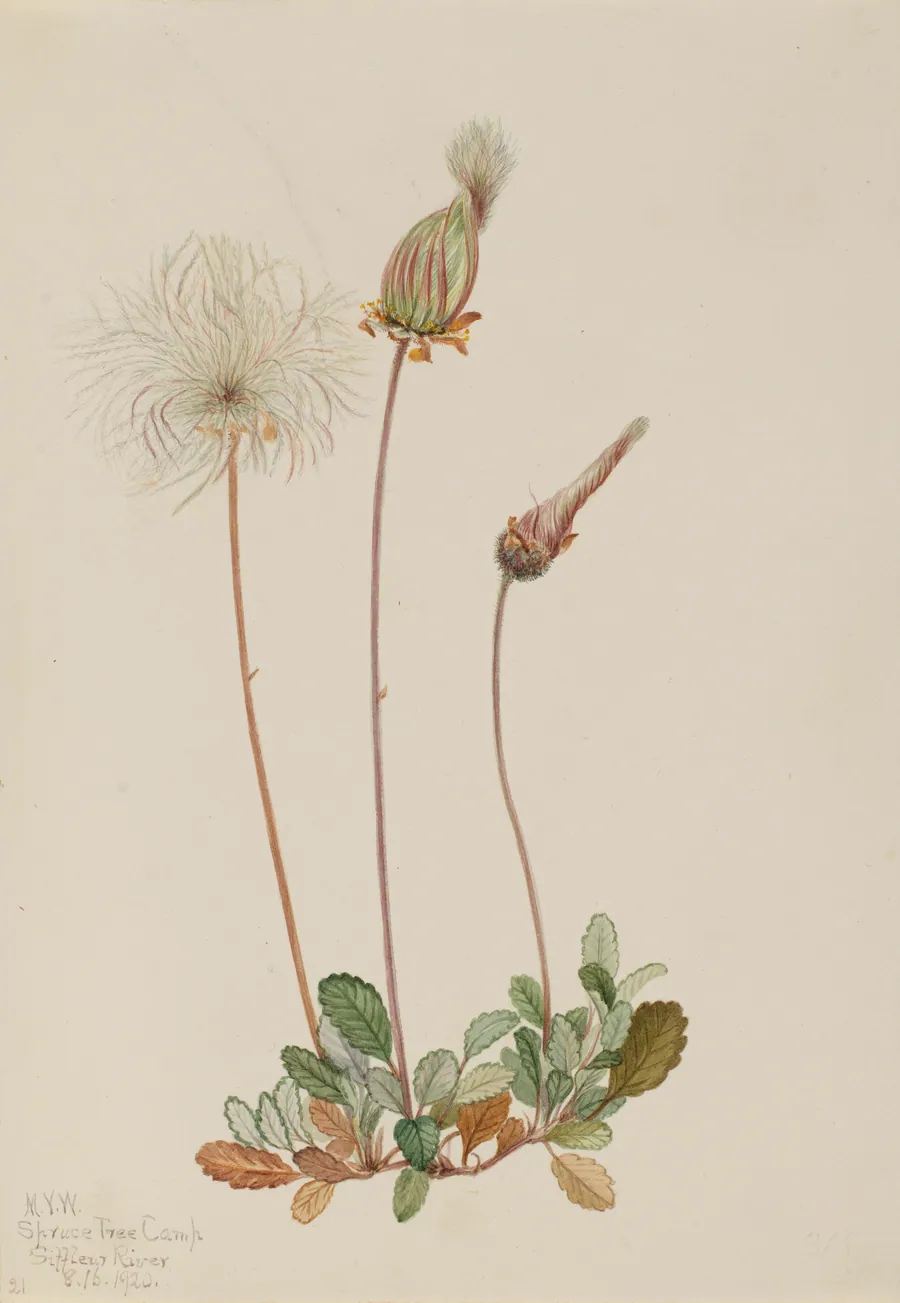 Yellow Dryad (fruit) (Dryas drummondii) by Mary Vaux Walcott, born Philadelphia, PA 1860-died St. Andrews, New Brunswick, Canada 1940