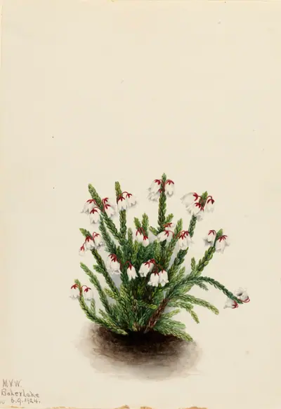 Rocky Mountain Cassiope (Cassiope mertensiana)