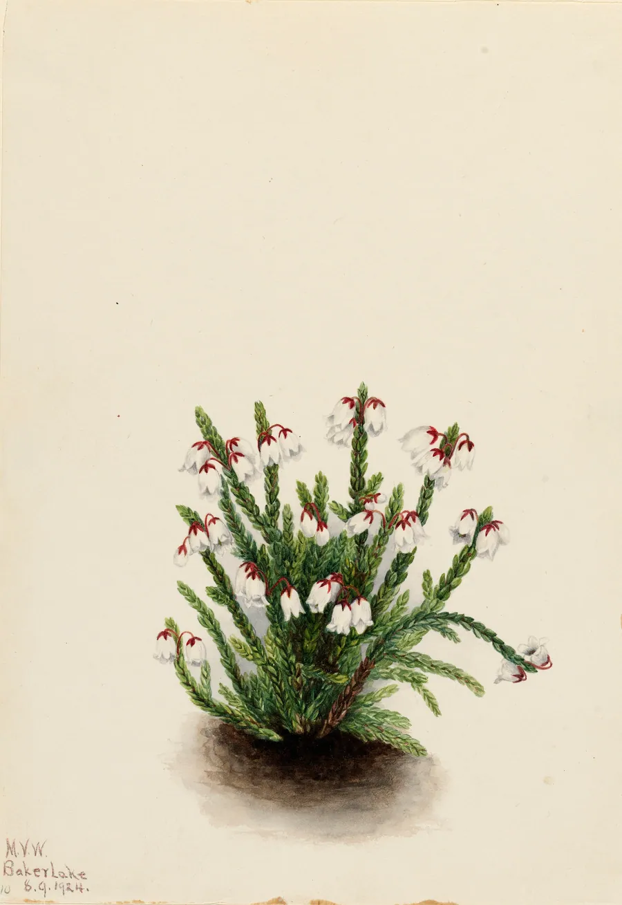 Rocky Mountain Cassiope (Cassiope mertensiana) by Mary Vaux Walcott, born Philadelphia, PA 1860-died St. Andrews, New Brunswick, Canada 1940