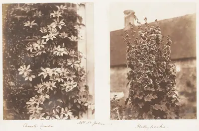 Clematis Cerulea; Hollyhocks