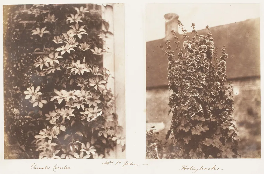 Clematis Cerulea; Hollyhocks by Jane Martha St. John