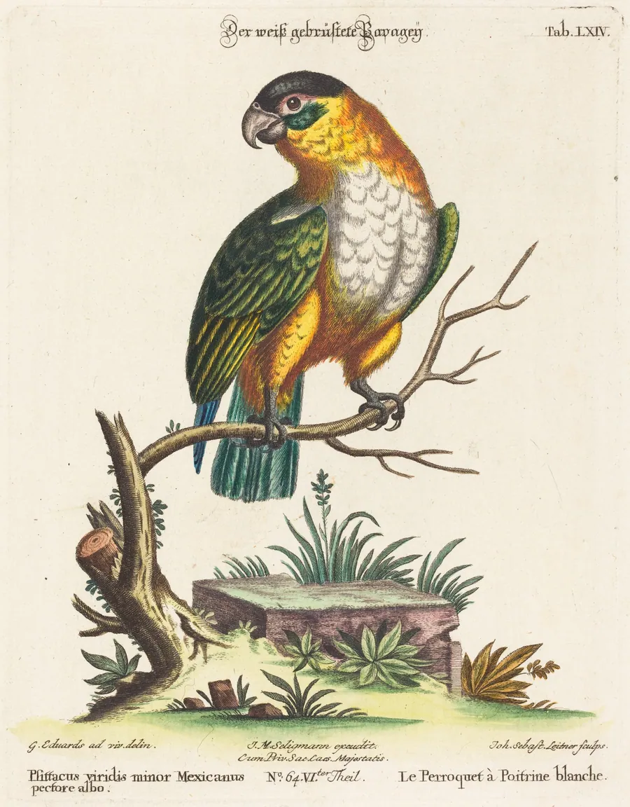 Psittacus viridis minor Mexicanus by Johann Sebastian Leitner