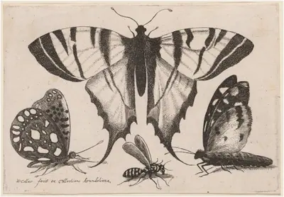 Two Butterflies, a Wasp, and a Moth