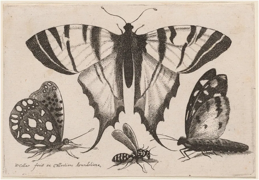 Two Butterflies, a Wasp, and a Moth by Wenceslaus Hollar