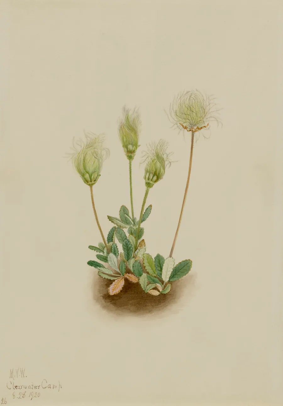 White Dryad (Dryas octopetala) by Mary Vaux Walcott, born Philadelphia, PA 1860-died St. Andrews, New Brunswick, Canada 1940