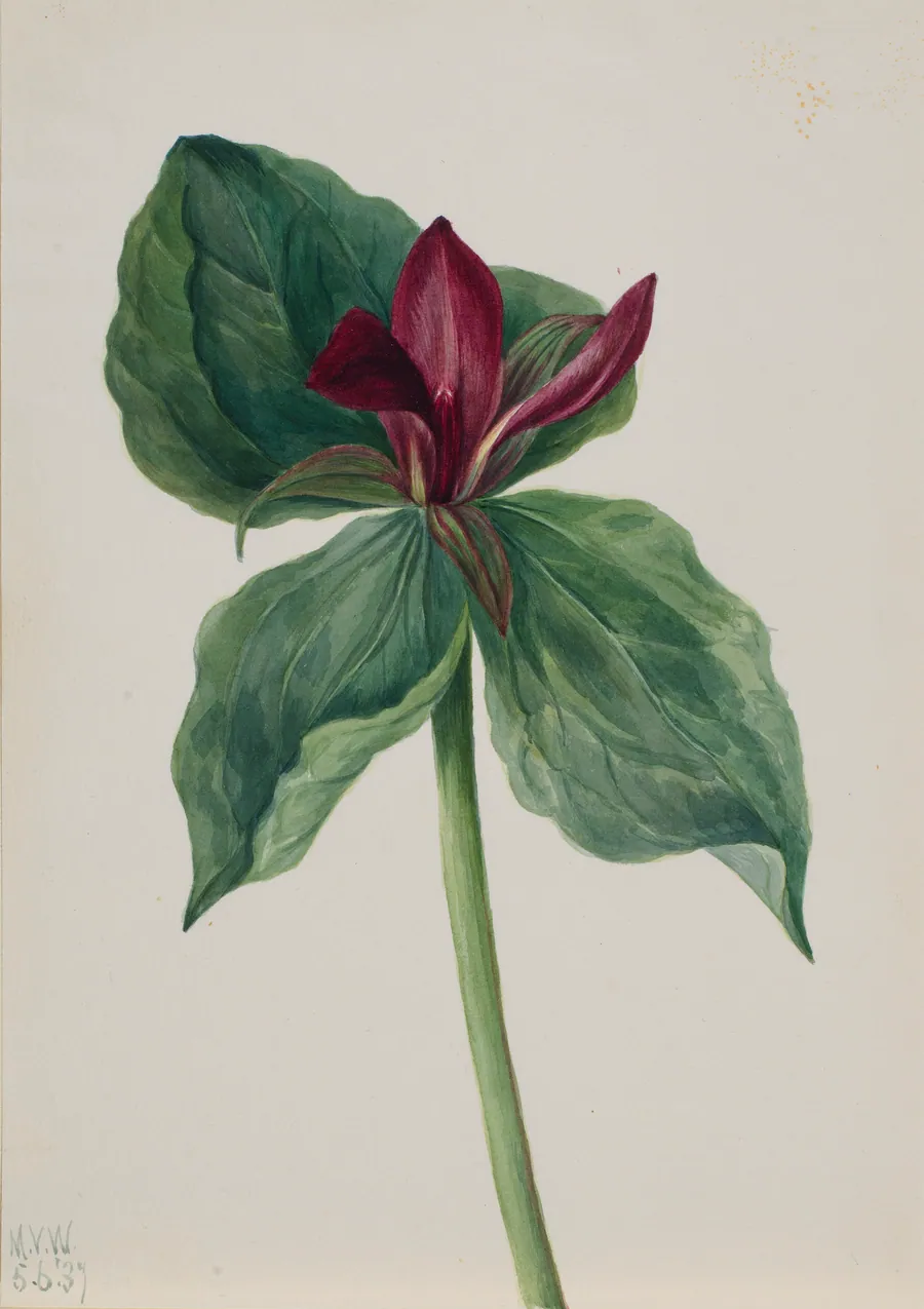 Whippoorwill Flower (Trillium H.) by Mary Vaux Walcott, born Philadelphia, PA 1860-died St. Andrews, New Brunswick, Canada 1940