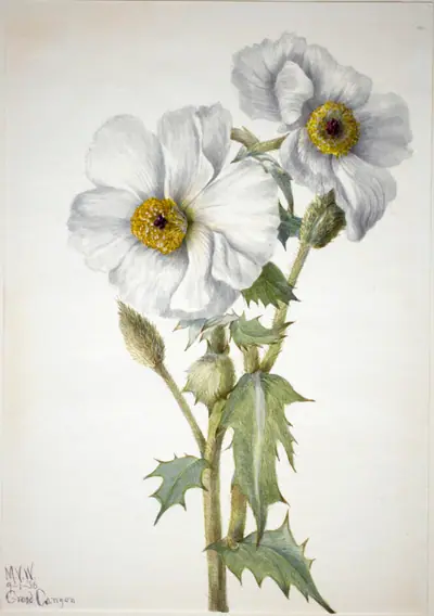 Prickly Poppy (Argemone hispeda)