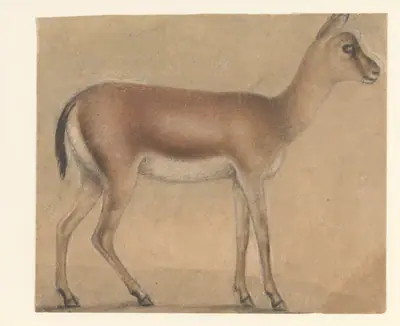 A Gazelle in Profile, Moving Toward the Right