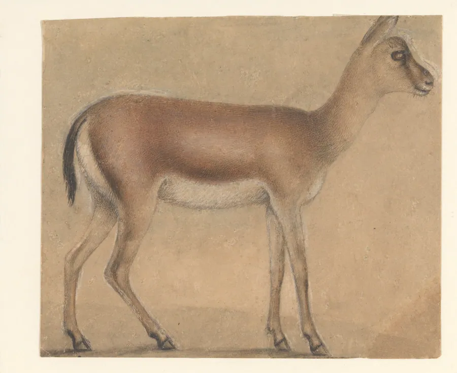 A Gazelle in Profile, Moving Toward the Right by Michelino da Besozzo (Michelino de Mulinari)