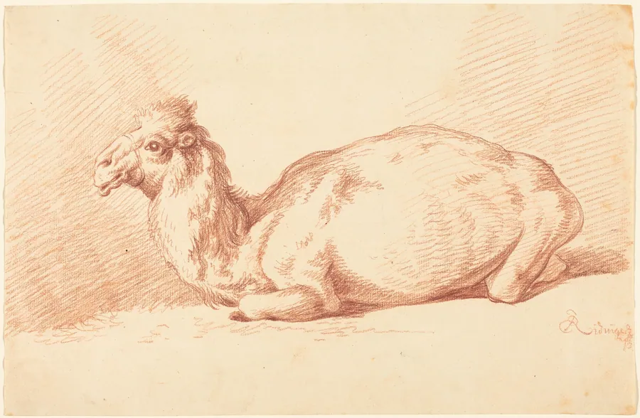 A Dromedary Camel by Johann Elias Ridinger