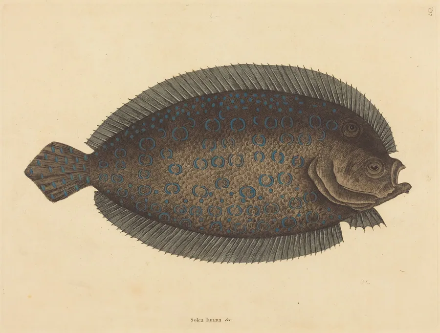 The Sole (Pleuronectes lunatus) by Mark Catesby