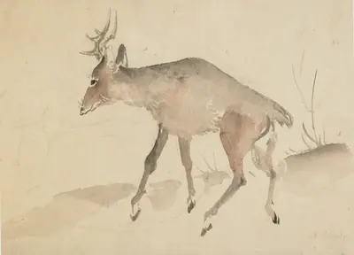 Deer