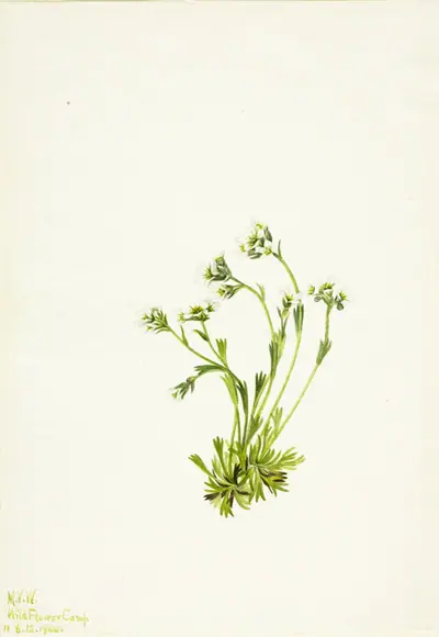 Saxifrage (Saxifraga caespitosa)