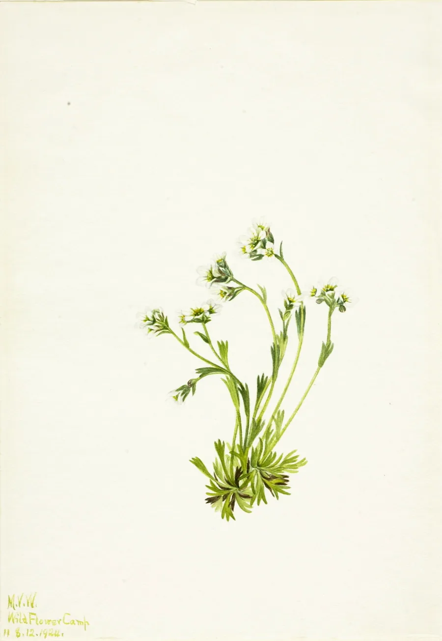Saxifrage (Saxifraga caespitosa) by Mary Vaux Walcott, born Philadelphia, PA 1860-died St. Andrews, New Brunswick, Canada 1940