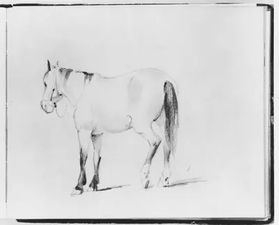 Horse (from Sketchbook)