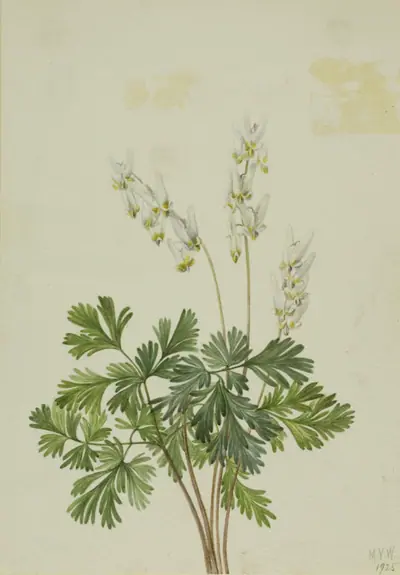 Dutchman's Breetches (Bikukulla cucullaria)