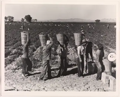 Pea Pickers Line Up on Edge of Field at Weigh Scale, near Calipatria, Imperial Valley, California, February