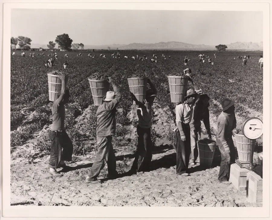 Pea Pickers Line Up on Edge of Field at Weigh Scale, near Calipatria, Imperial Valley, California, February by Dorothea Lange