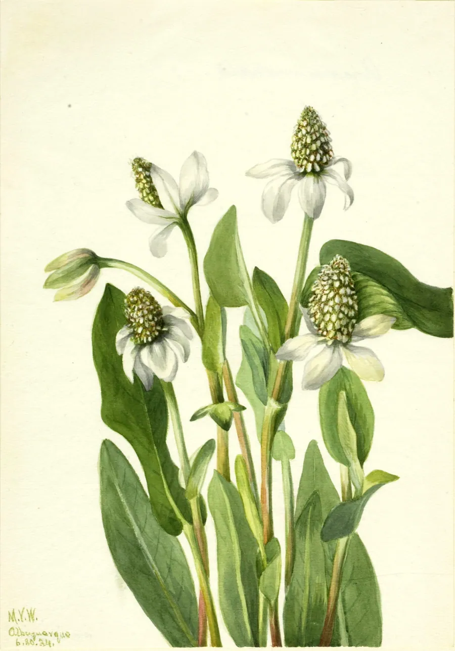 Yerba Mansa (Anemopsis californica) by Mary Vaux Walcott, born Philadelphia, PA 1860-died St. Andrews, New Brunswick, Canada 1940