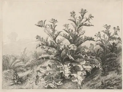 The Great Thistle (Le Grand Chardon)