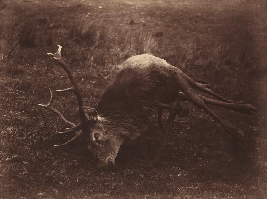 Dead Stag by Captain Horatio Ross
