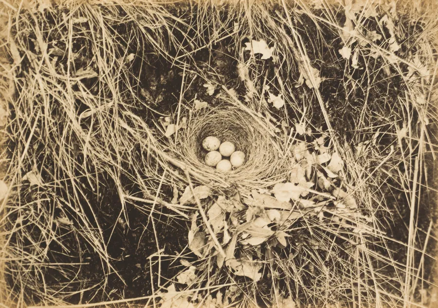 Yellowhammer Nest with Eggs by Richard Tepe