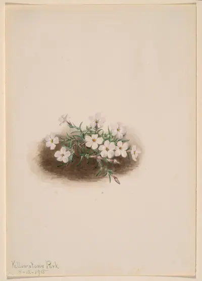 Phlox
