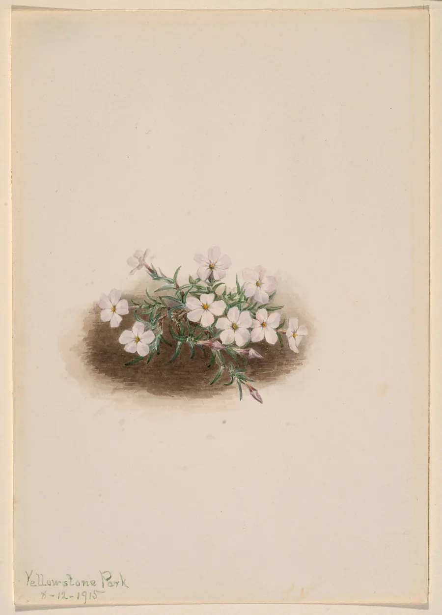 Phlox by Mary Vaux Walcott, born Philadelphia, PA 1860-died St. Andrews, New Brunswick, Canada 1940