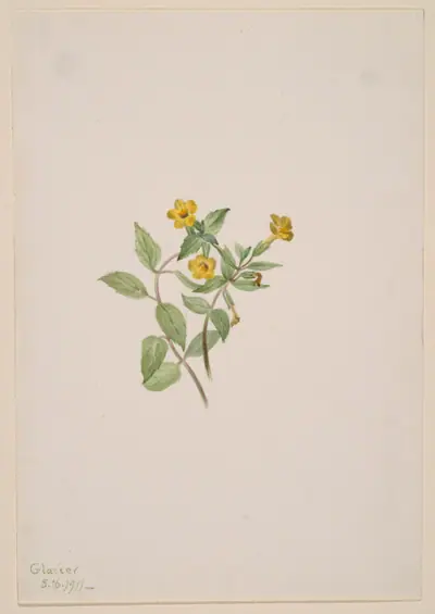 Musk-Flower (Mimulus moschatus)