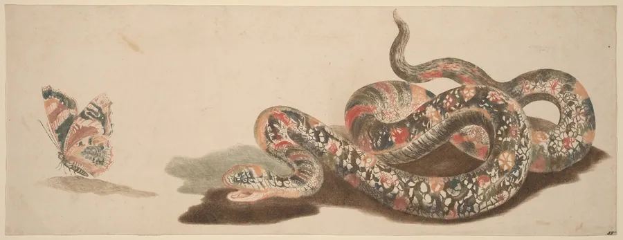 Snake and Butterfly by Johann Teyler