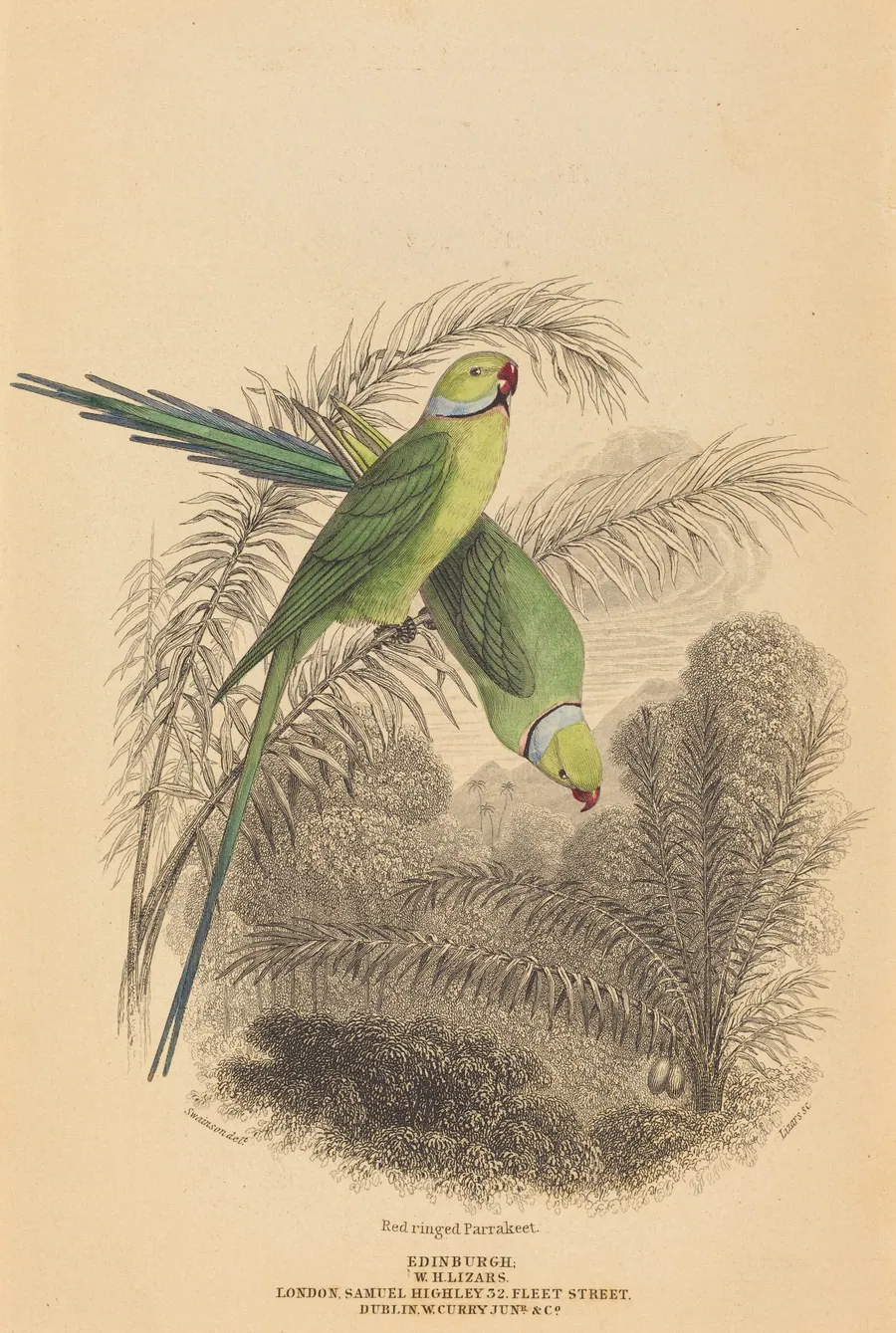 Red Ringed Parrakeet by William Home Lizars