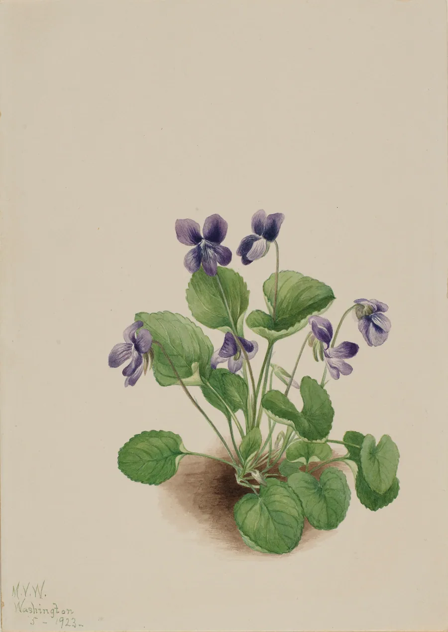 Butterfly Violet (Viola papilionacea) by Mary Vaux Walcott, born Philadelphia, PA 1860-died St. Andrews, New Brunswick, Canada 1940