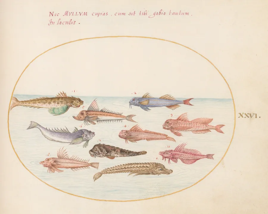 Plate 26: Gurnards, Dragonets, and Other Fish by Joris Hoefnagel
