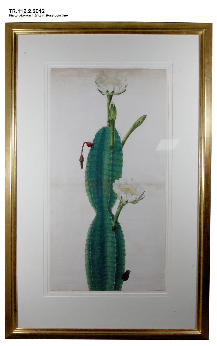 Cactus Plant in Flower