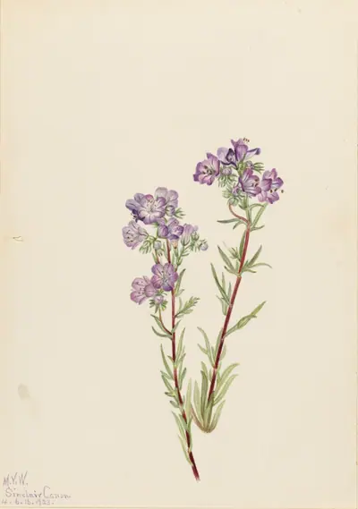 Sand Phacelia (Phacelia linearis)