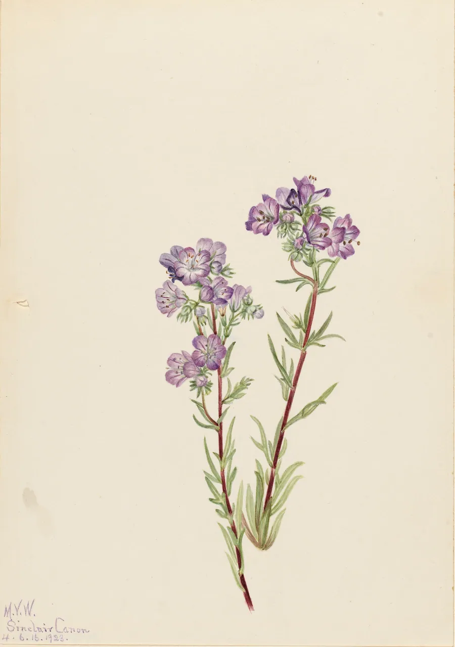 Sand Phacelia (Phacelia linearis) by Mary Vaux Walcott, born Philadelphia, PA 1860-died St. Andrews, New Brunswick, Canada 1940